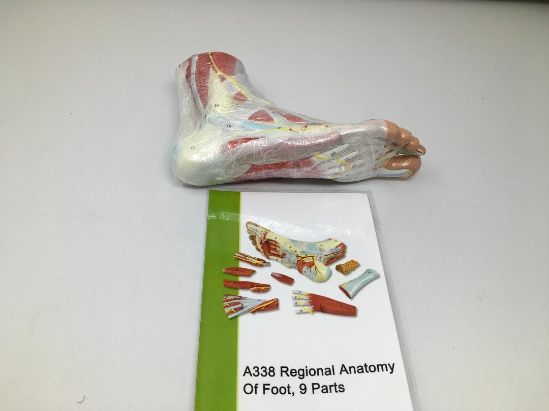 A338 足の解剖模型 9パーツ