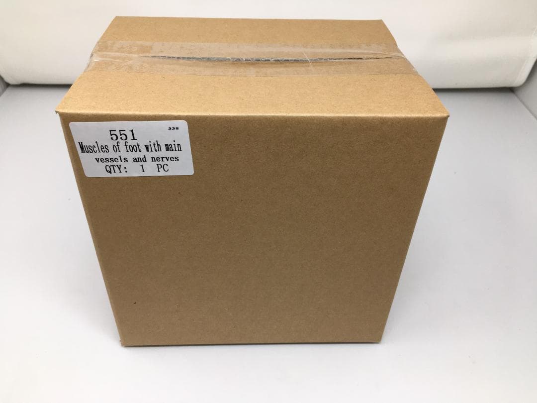 A338 足の解剖模型 9パーツ