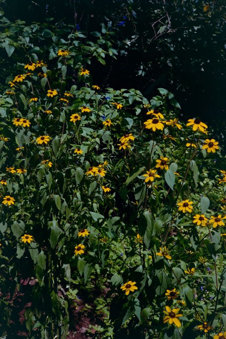 【完動品•動作良好•現像済】コニカ Konica Big mini BM-301