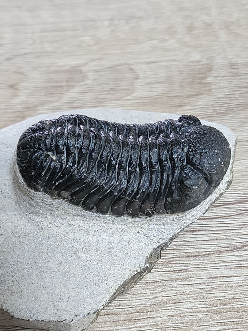 モロッコ産 三葉虫 化石 約50ミリ 母岩付き