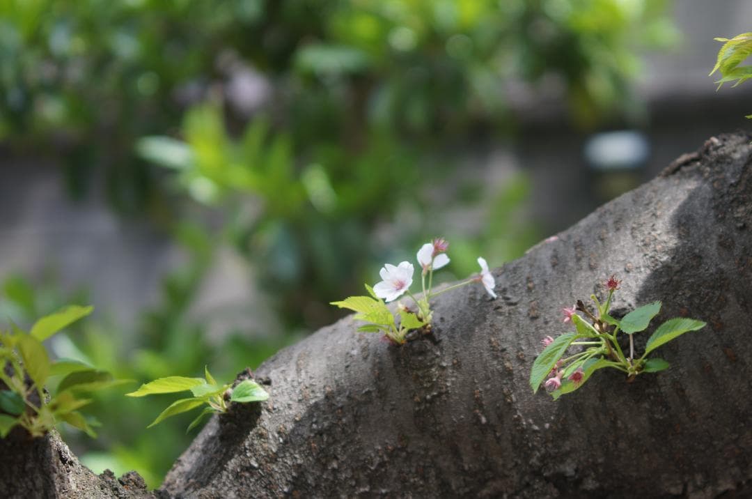 SIGMA 70-210mm f2.8 AF APO ソニー 訳あり