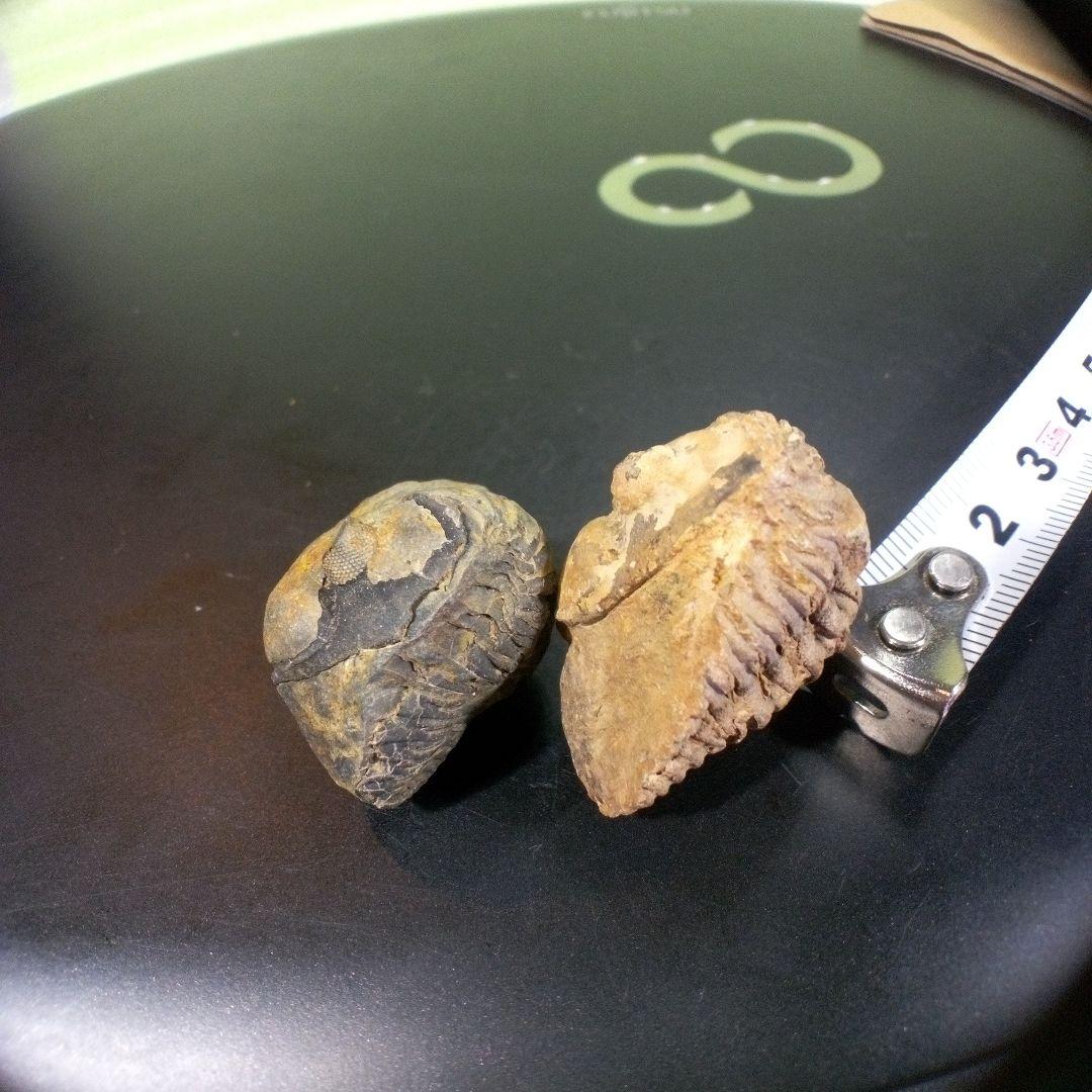 三葉虫　化石　fossil　ボリビア産　レア　Fossil識別⑧　２個セット