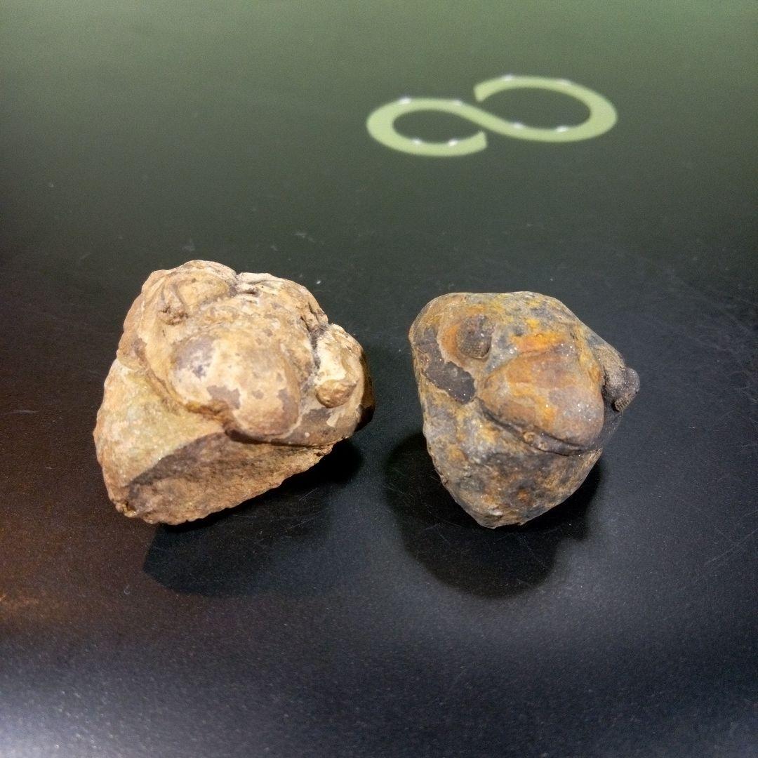 三葉虫　化石　fossil　ボリビア産　レア　Fossil識別⑧　２個セット