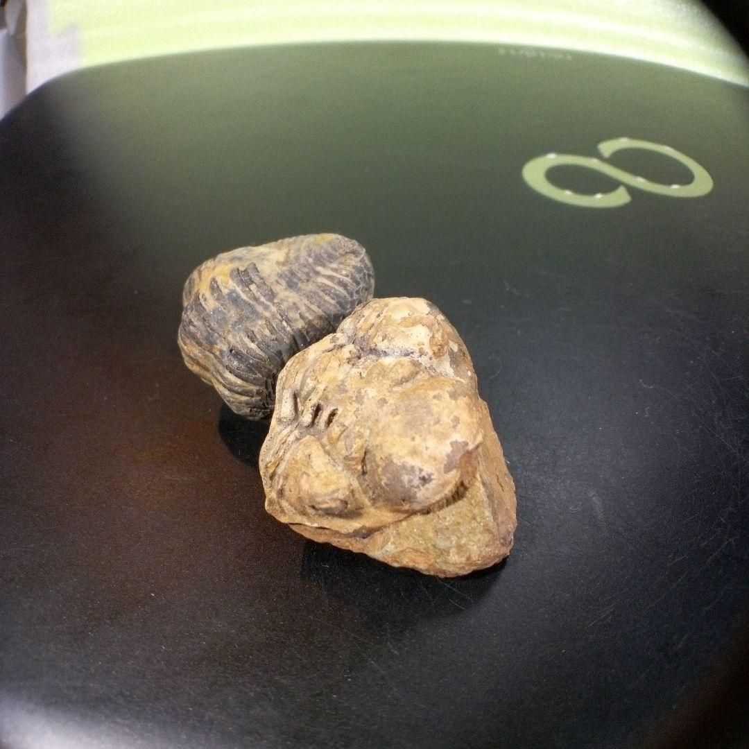 三葉虫　化石　fossil　ボリビア産　レア　Fossil識別⑧　２個セット