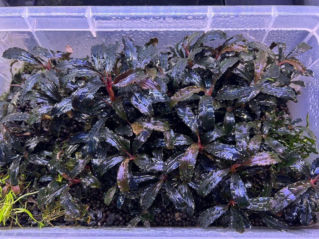 【ID便】Bucephalandra sp. Kedagang 画像確認用
