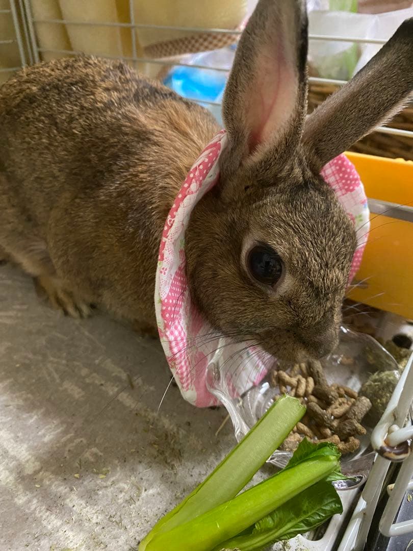 うさぎ用カラー／スタイ　セミオーダー用