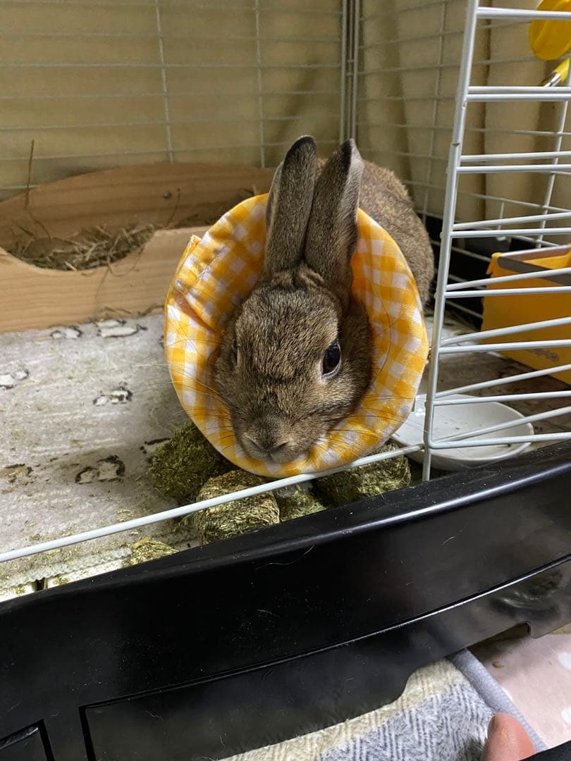 うさぎ用カラー／スタイ　セミオーダー用