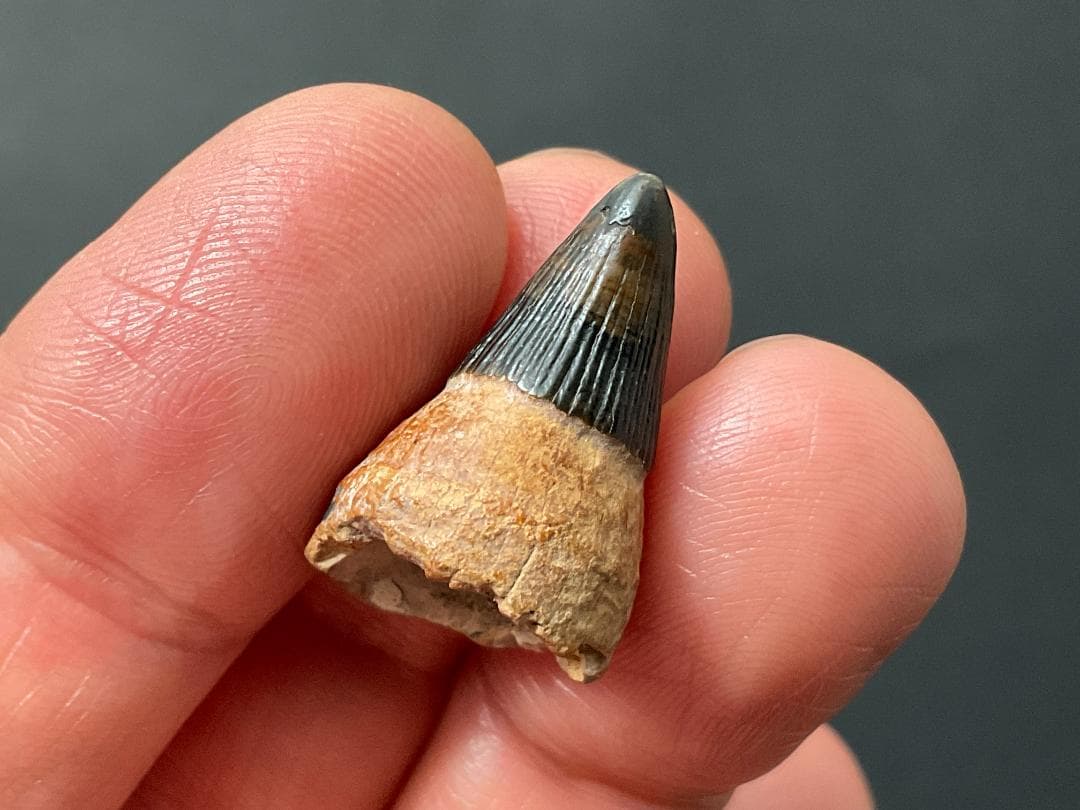 イクチオサウルス 歯 [IC1] 化石 恐竜