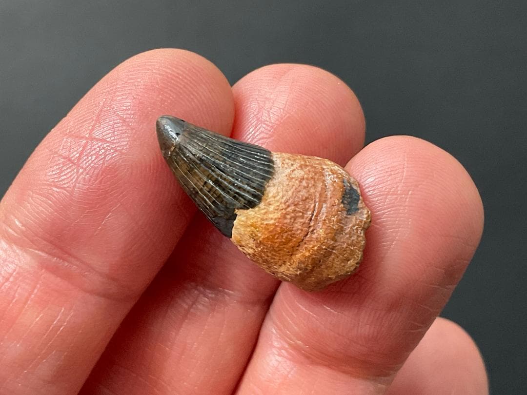 イクチオサウルス 歯 [IC1] 化石 恐竜