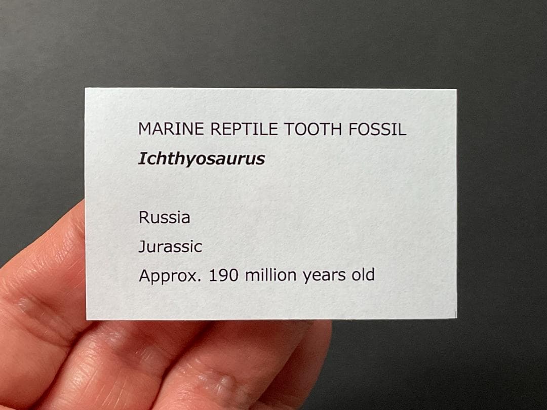 イクチオサウルス 歯 [IC1] 化石 恐竜