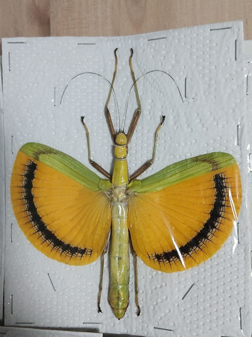 海外産標本｜マレーシア産 ナナフシ（竹節虫）昆虫標本