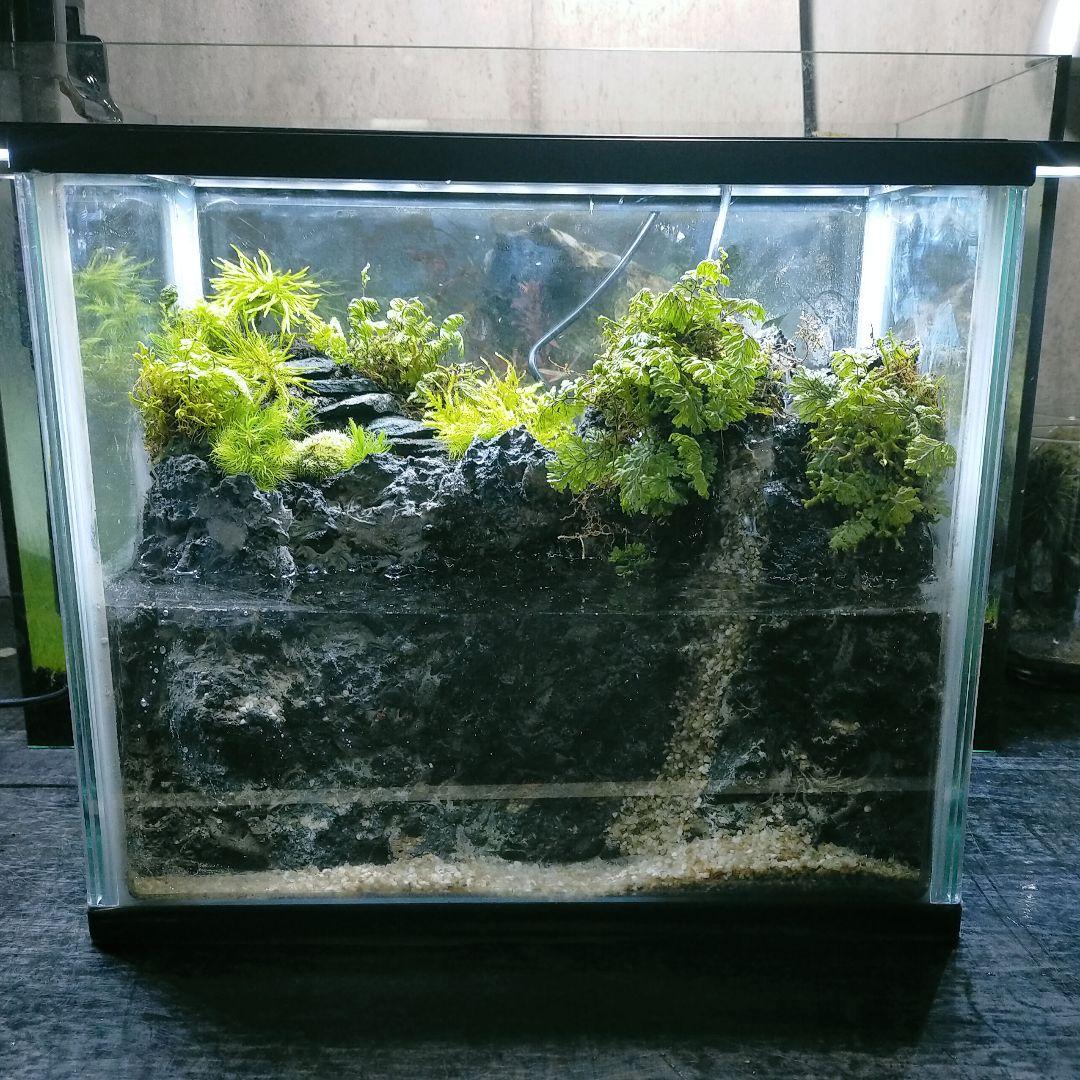 滝の流れるアクアテラリウム　イモリウムきなこもち