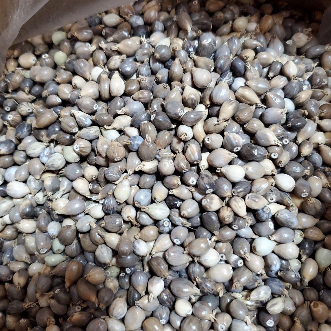 数珠玉　ジュズダマ　4kg+予備400g