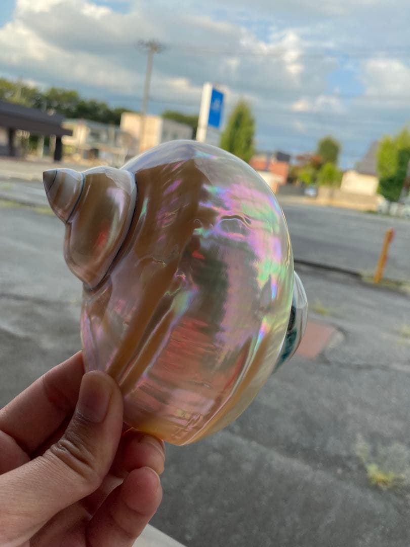 夜光貝　まとめ5個セット　美品　12-14cm 置物