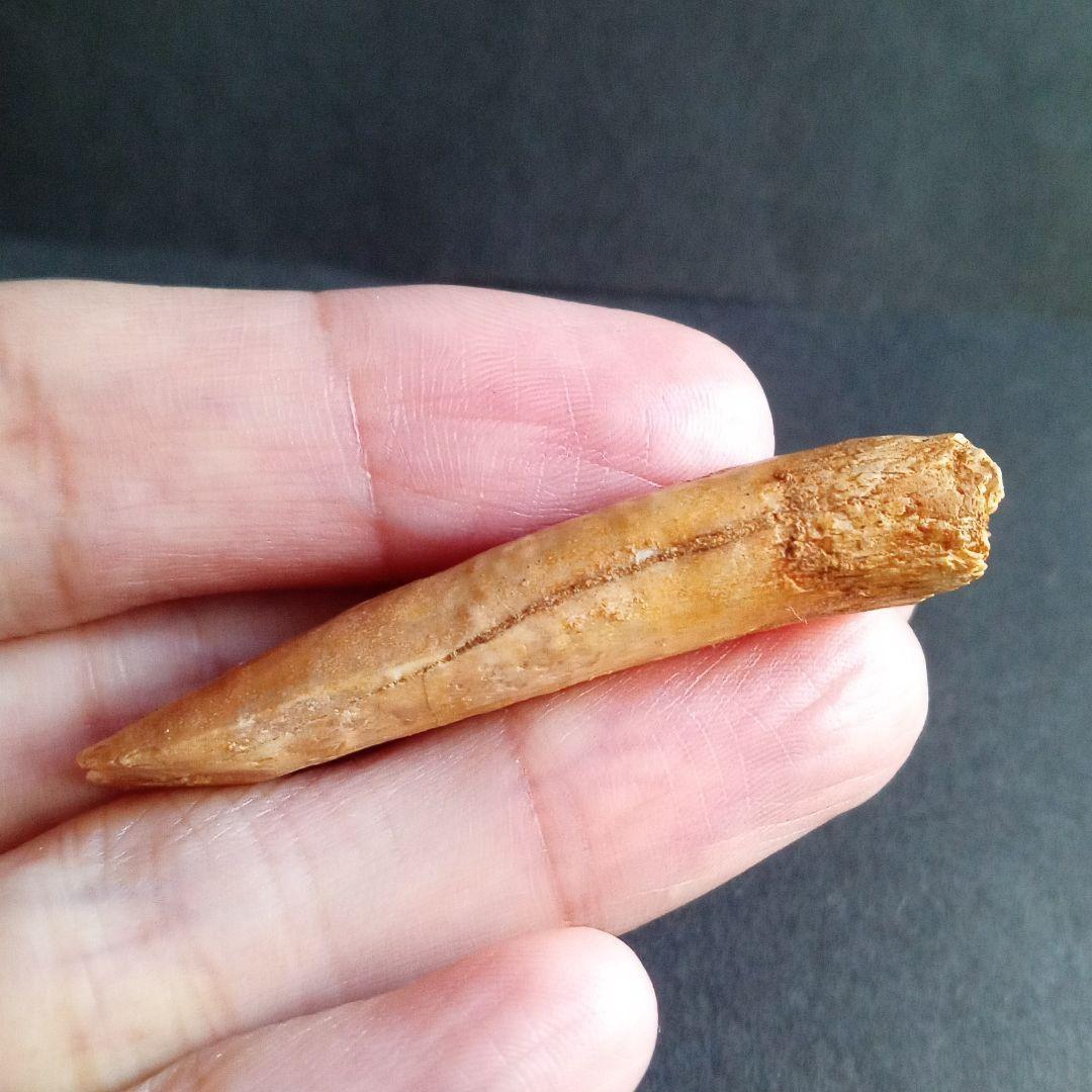 ジュラ紀 (前期〜中期)　大型草食恐竜　アフリカ大陸　竜脚類　特大歯化石