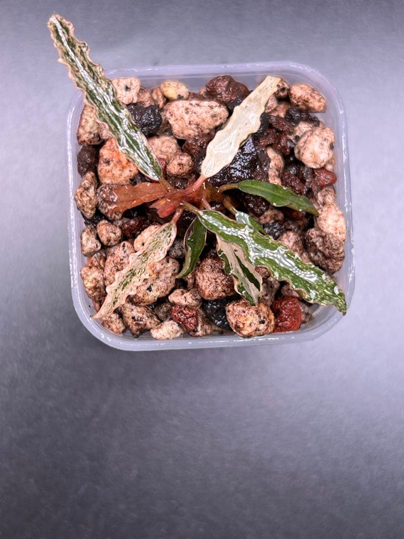 水草 Bucephalandra sp. Variegata Velvet