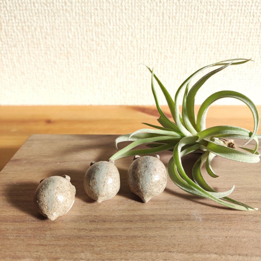 ハムスターの家族