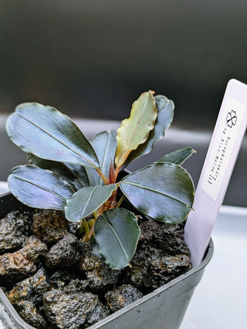 専用出品　ブセファランドラsp.Blue Melon（ブルーメロン）水上株