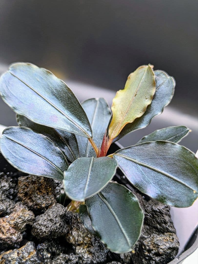 専用出品　ブセファランドラsp.Blue Melon（ブルーメロン）水上株