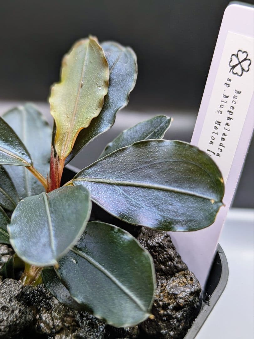 専用出品　ブセファランドラsp.Blue Melon（ブルーメロン）水上株