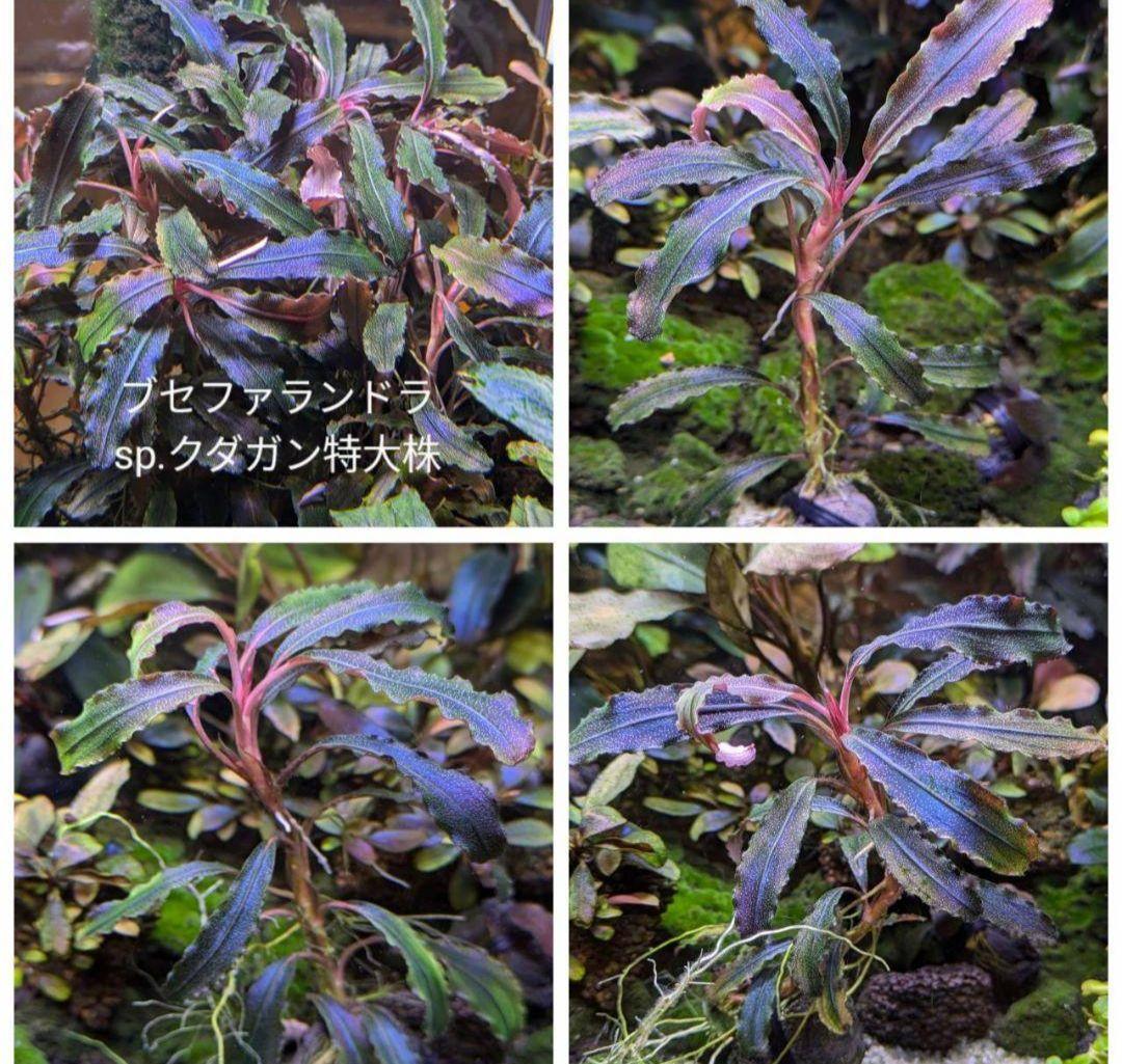 専用出品　ブセファランドラsp.Blue Melon（ブルーメロン）水上株