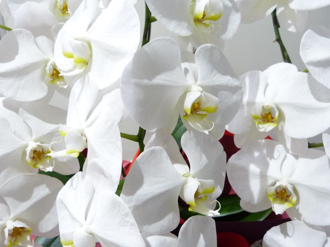 ライカ V-LUX3 デジタルカメラ