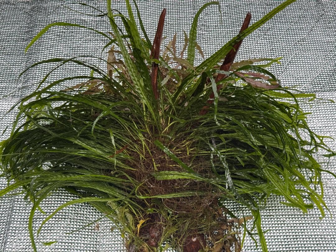 特大株 流木付 ミクロソリウム 本ナローリーフ 写真現物