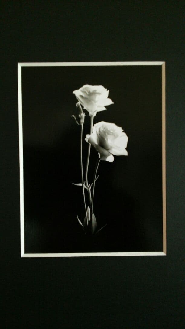 花 大切な人へのプレゼント「トルコキキョウ・・・家族へ」