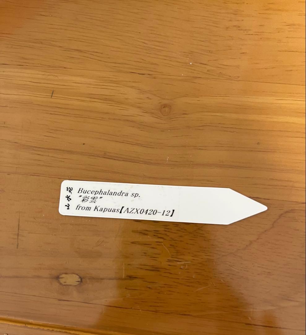 【正規タグ付き】Bucephalandra sp.“彩雲”