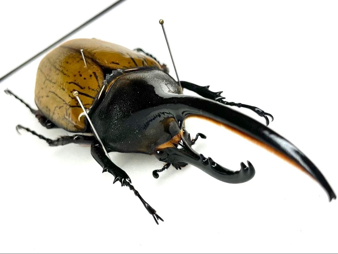 ヘラクレスオオカブト ブリュゼニ 135mm 標本