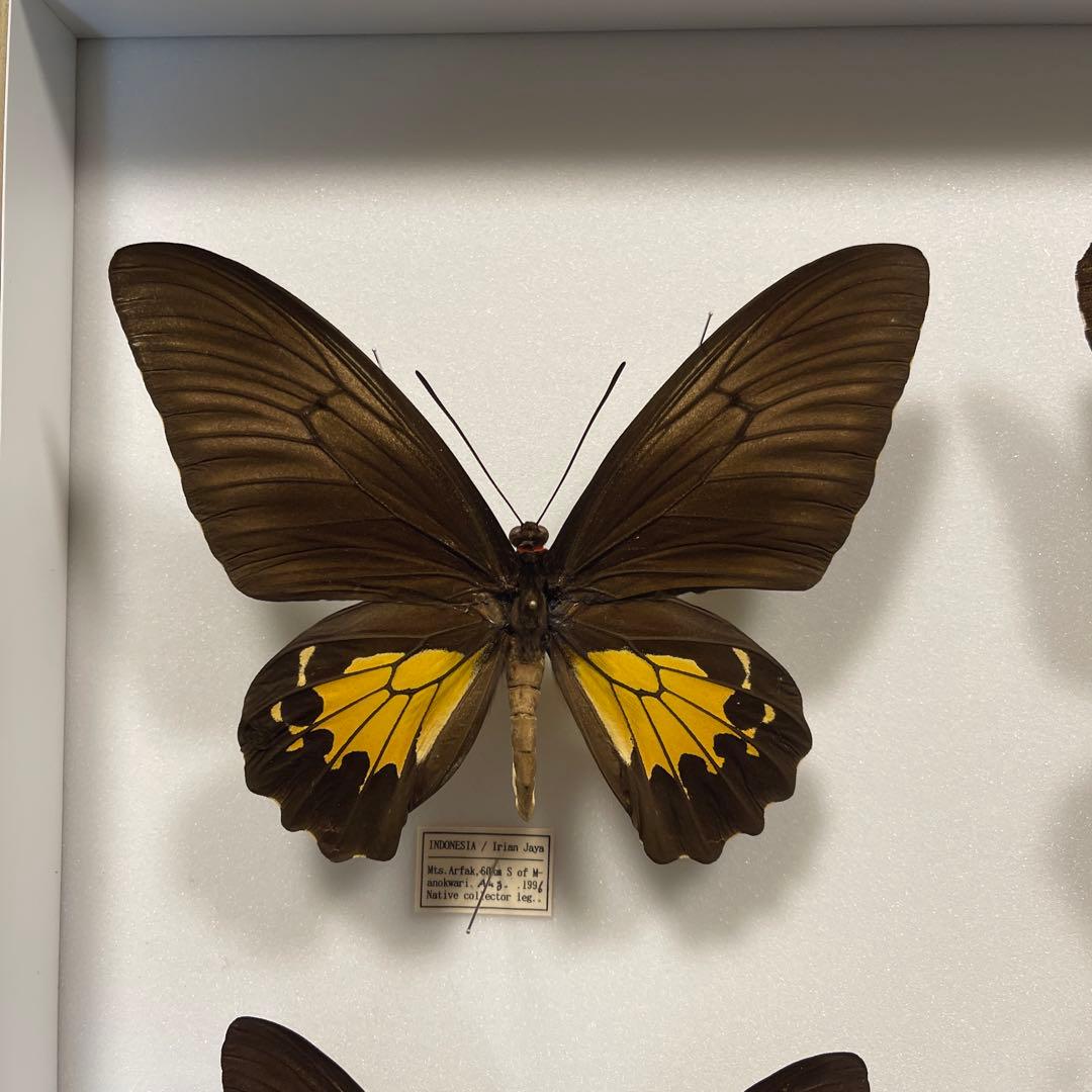 キシタアゲハ　9頭