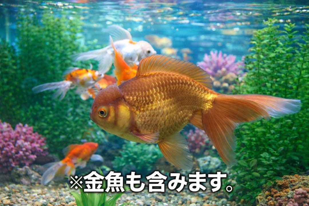 水槽フルセット 大特価セール 即日発送(送料無料)