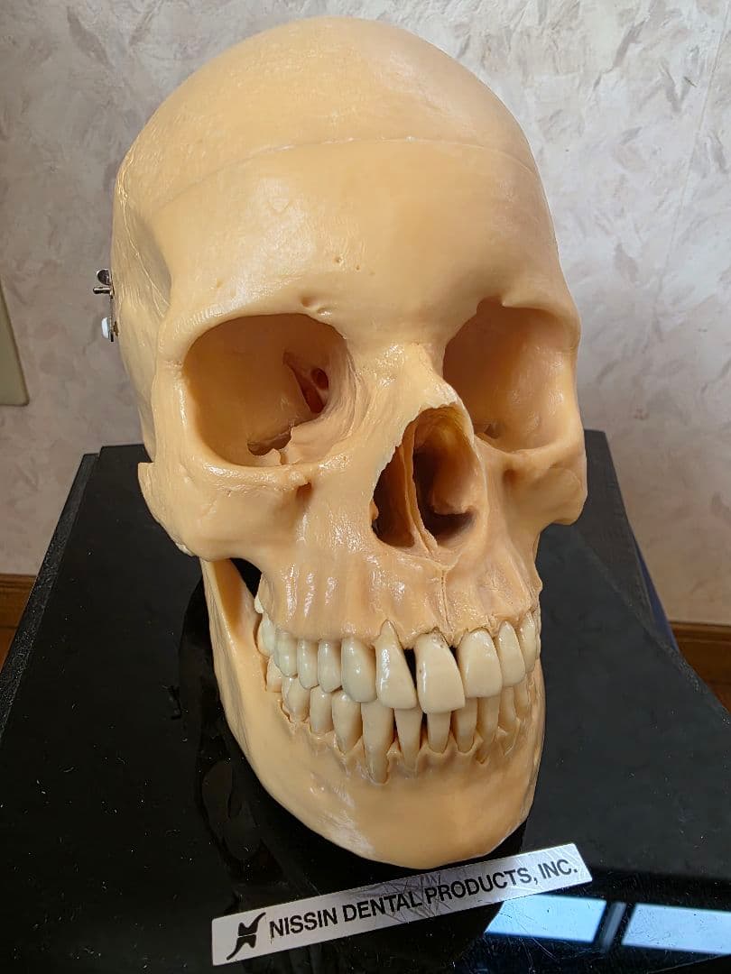 NISSIN DENTAL PRODUCTS 頭蓋骨模型 アンティーク ガイコツ