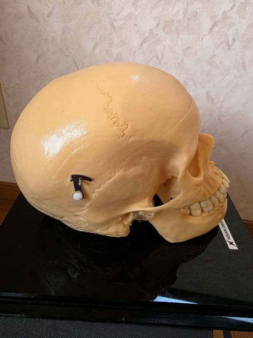 NISSIN DENTAL PRODUCTS 頭蓋骨模型 アンティーク ガイコツ