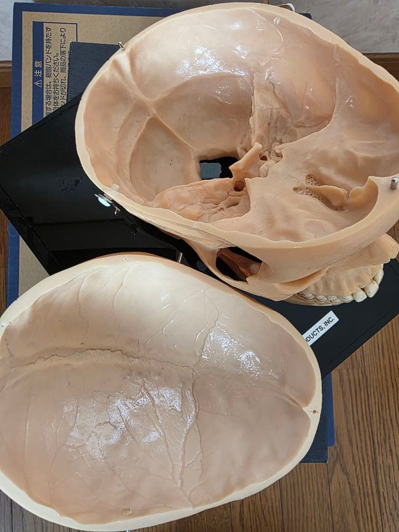 NISSIN DENTAL PRODUCTS 頭蓋骨模型 アンティーク ガイコツ