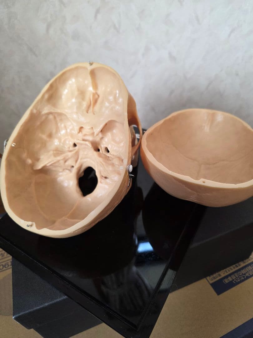 NISSIN DENTAL PRODUCTS 頭蓋骨模型 アンティーク ガイコツ