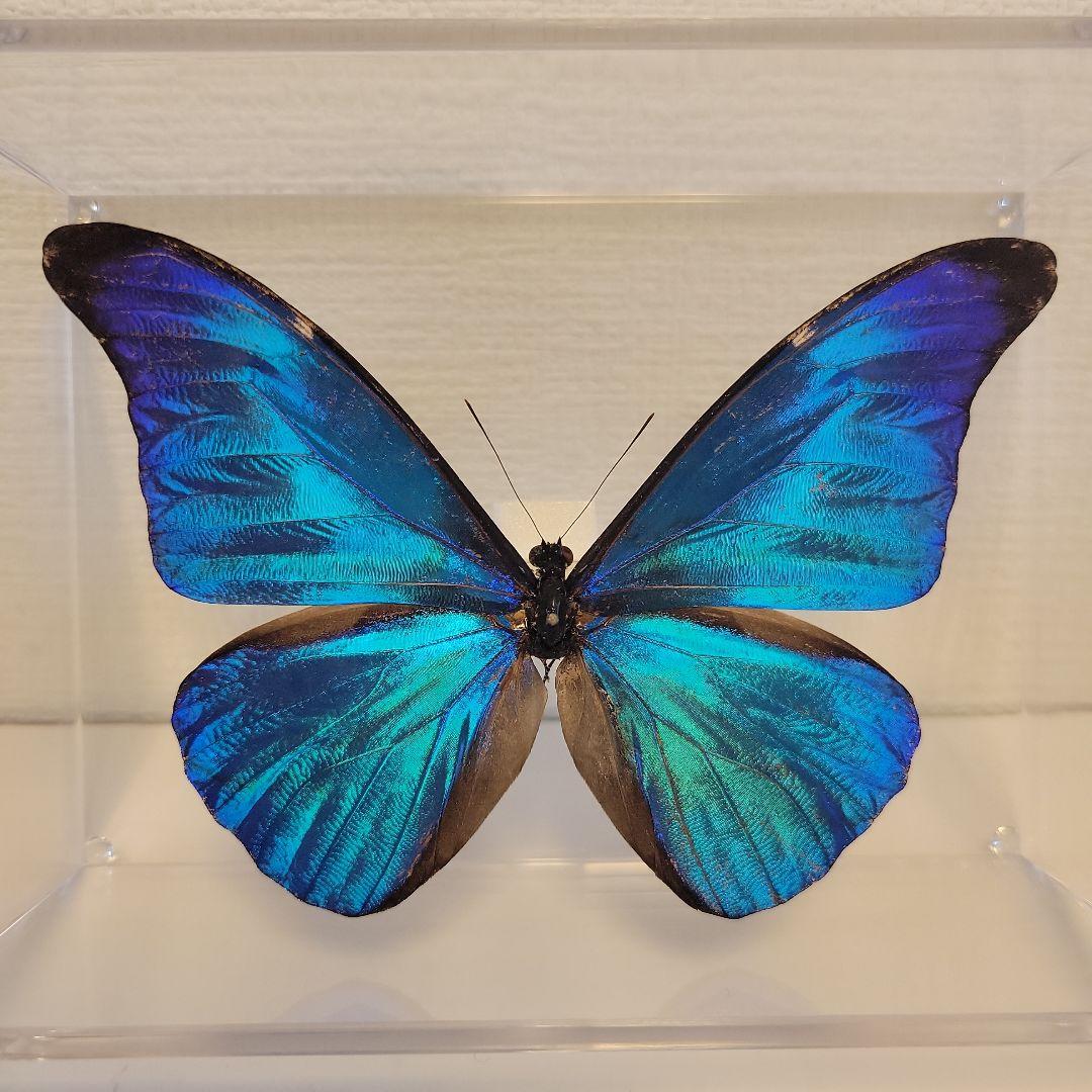 蝶の標本　熱帯ジャングルを舞う宝石(珍珍A)