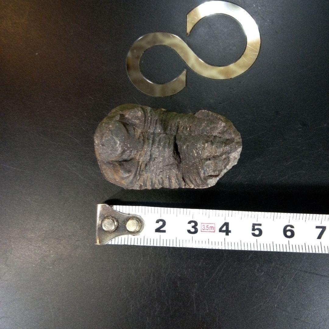 三葉虫　化石　ボリビア産　南アメリカ　trilobite　南米産fossil①