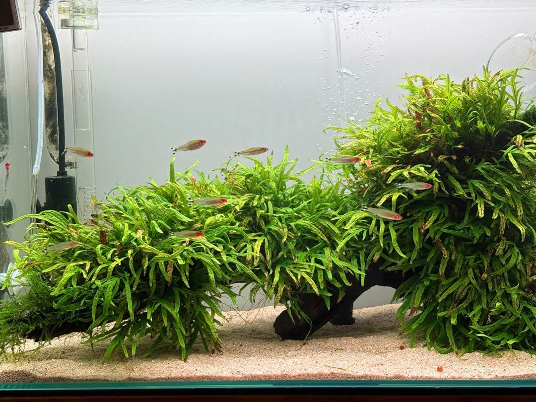 ADA ミクロソリウム トライデント 活着済 流木