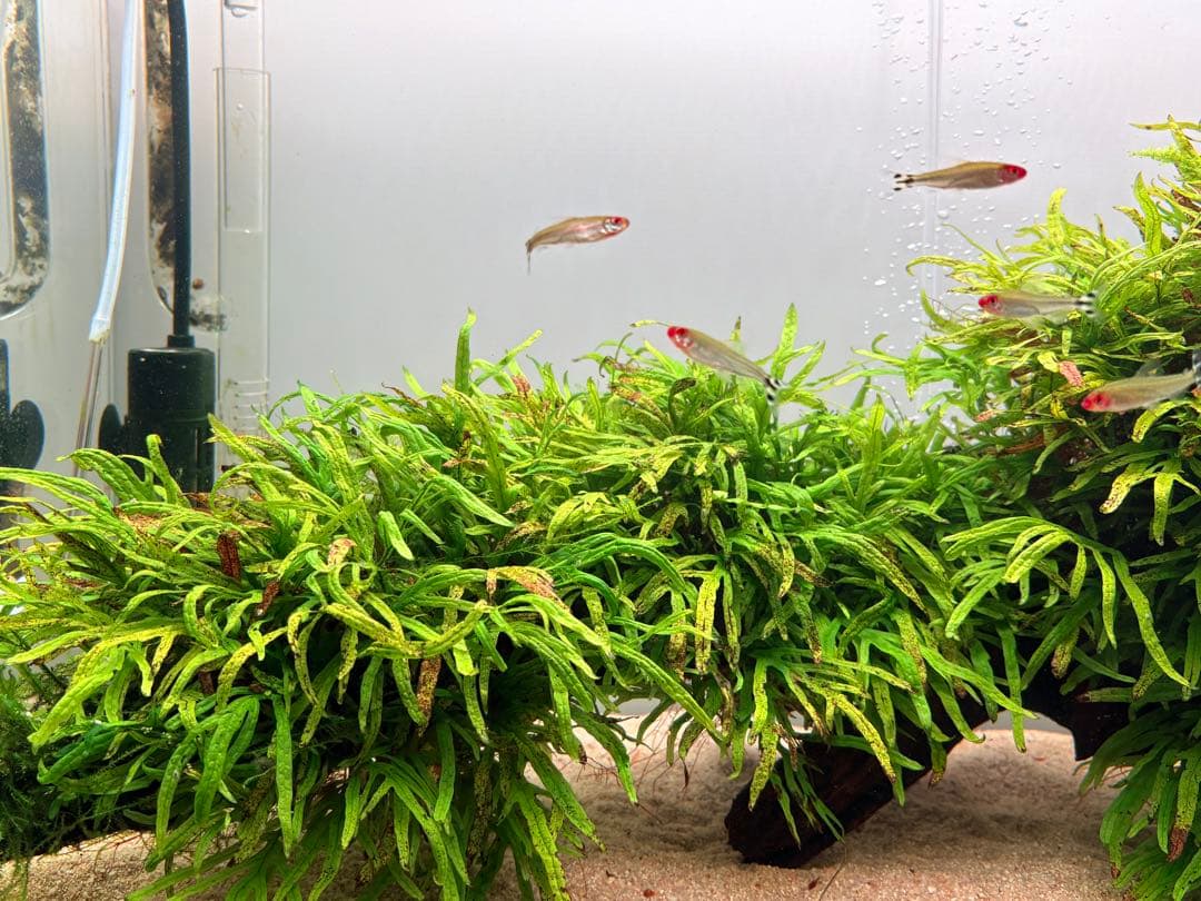 ADA ミクロソリウム トライデント 活着済 流木