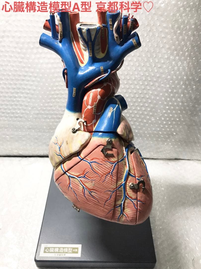 心臓構造模型A型 京都科学♡