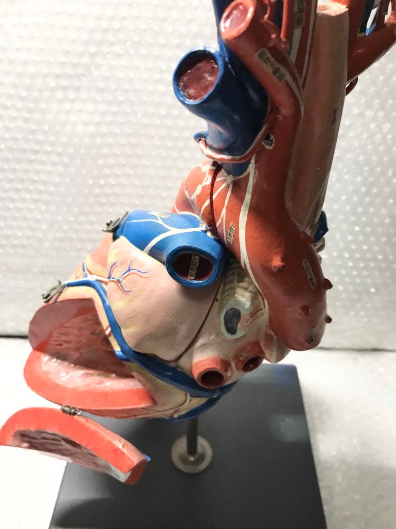 心臓構造模型A型 京都科学♡