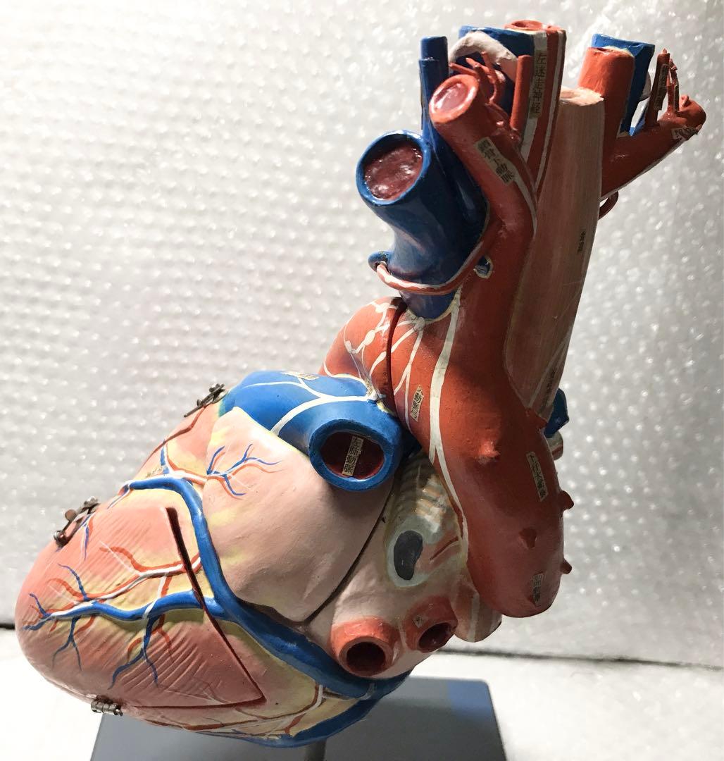 心臓構造模型A型 京都科学♡