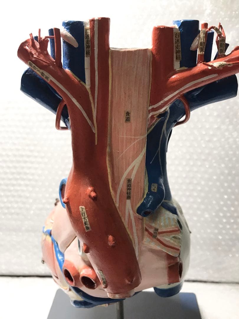 心臓構造模型A型 京都科学♡