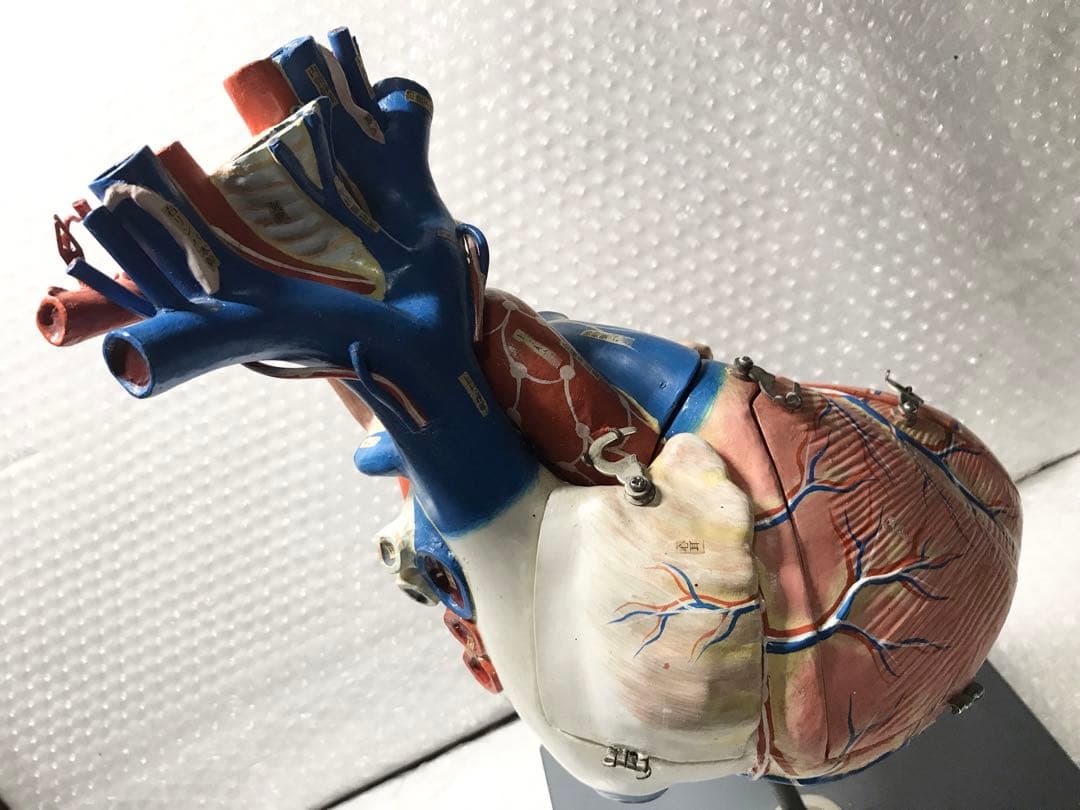心臓構造模型A型 京都科学♡