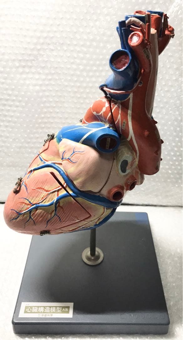 心臓構造模型A型 京都科学♡