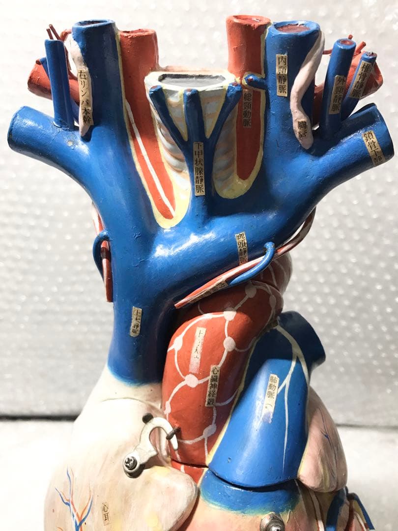 心臓構造模型A型 京都科学♡