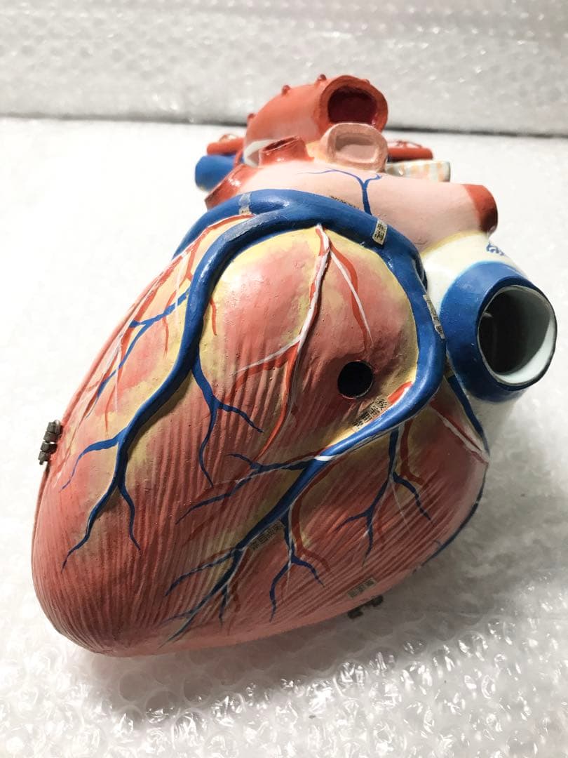 心臓構造模型A型 京都科学♡