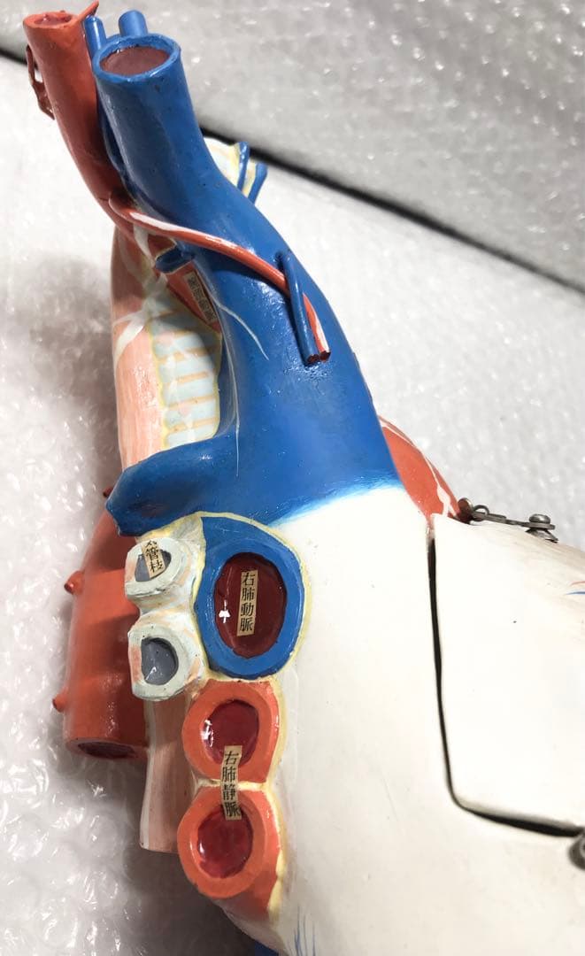 心臓構造模型A型 京都科学♡