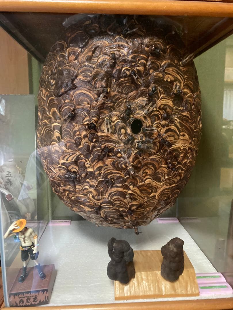 スズメバチの巣